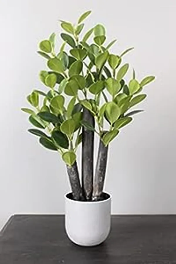 https://d1311wbk6unapo.cloudfront.net/NushopCatalogue/tr:f-webp,w-600,fo-auto/Ficus Bonsai_1694437344742_reicw4lcnb5xci8.jpg__Phulwari